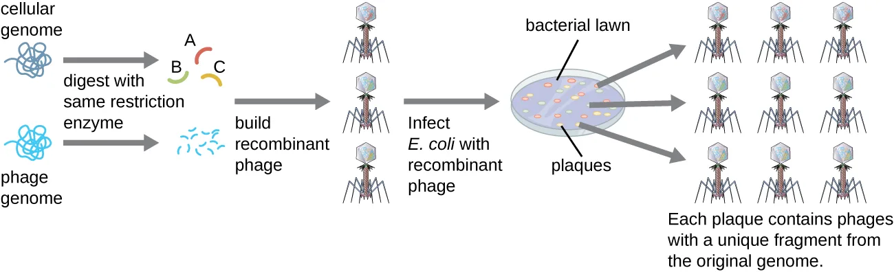 A flow diagram of phage-library construction: a cellular genome and a phage genome are digested with the same restriction enzyme; the digested cellular fragments are built into recombinant phage particles; a bacterial lawn of E. coli is infected with the recombinant phages, producing plaques that each contain phages carrying a unique genomic fragment.
