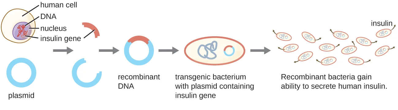 A flow diagram showing the human insulin gene removed from a cell nucleus and inserted into a plasmid, forming a recombinant plasmid; the plasmid is inserted into a bacterial cell, producing a transgenic bacterium that divides and secretes insulin.