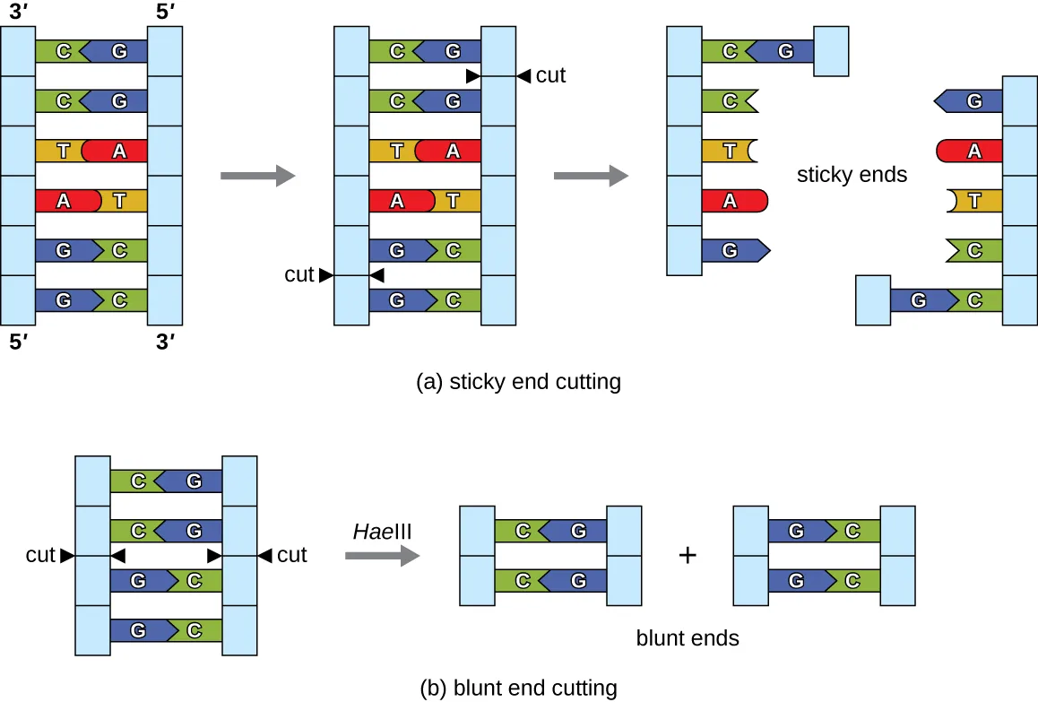 Two diagrams comparing restriction-enzyme cuts. (a) Sticky-end cutting: a double-stranded DNA ladder is cut by BamHI between the two G's on each strand, leaving short single-stranded GATC overhangs on each fragment. (b) Blunt-end cutting: the same kind of DNA is cut by HaeIII directly between G and C on each strand, leaving no single-stranded overhangs.