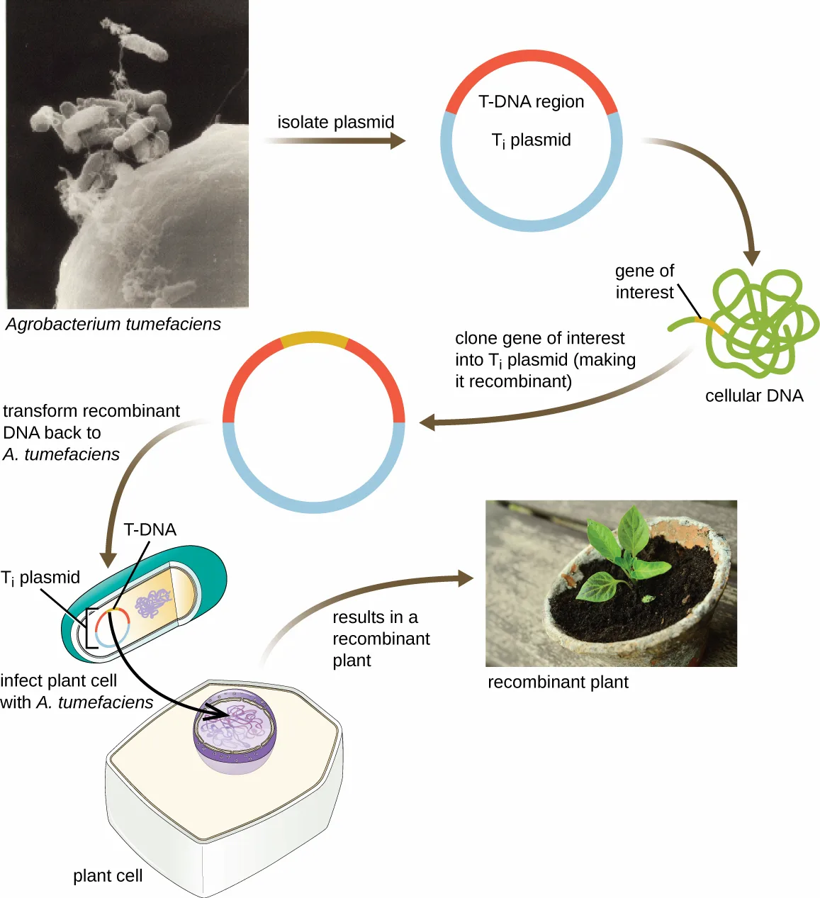 A six-step diagram of plant transformation using the Ti plasmid: a micrograph of rod-shaped Agrobacterium tumefaciens cells; the Ti plasmid, carrying a T-DNA region, is isolated; a gene of interest from cellular DNA is cloned into the T-DNA region, making the plasmid recombinant; the recombinant plasmid is transformed back into A. tumefaciens, which infects a plant cell; the T-DNA integrates into the plant cell, producing a recombinant plant.