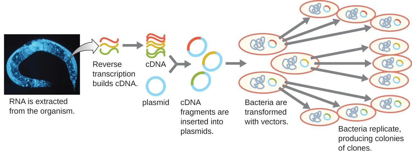 A flow diagram of cDNA library construction: RNA is extracted from an organism, reverse transcription converts the RNA into cDNA, the cDNA fragments are inserted into separate plasmids, bacteria are transformed with the plasmids, and each transformed bacterium replicates into a colony of clones carrying one cDNA fragment.