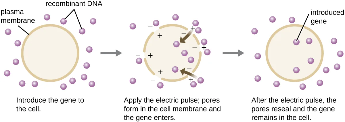A three-panel diagram of electroporation. Panel 1: recombinant DNA sits outside a cell with an intact plasma membrane, labeled 'Introduce the gene to the cell.' Panel 2: an electric pulse creates pores in the membrane with positive charges inside and negative charges outside, drawing DNA through, labeled 'Apply the electric pulse; pores form in the cell membrane and the gene enters.' Panel 3: the membrane reseals with the introduced gene inside the cell, labeled 'After the electric pulse, the pores reseal and the gene remains in the cell.'