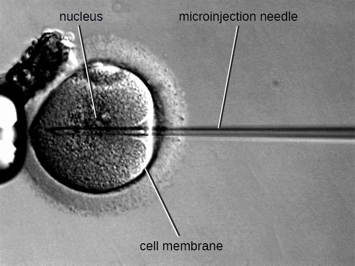 A grayscale micrograph of a thin microinjection needle passing through the plasma membrane of a round cell and pointing at its nucleus.