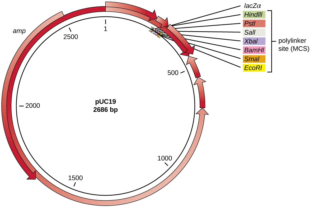 A circular map of the pUC19 plasmid, 2686 bp, numbered starting at 1 at the top. Clockwise from position 1 is a polylinker site (multiple cloning site) containing the restriction sites HindIII, PstI, SalI, XbaI, BamHI, SmaI, and EcoRI, positioned within the lacZα gene. Moving counterclockwise from about position 2500 is the ampicillin resistance (amp) gene.
