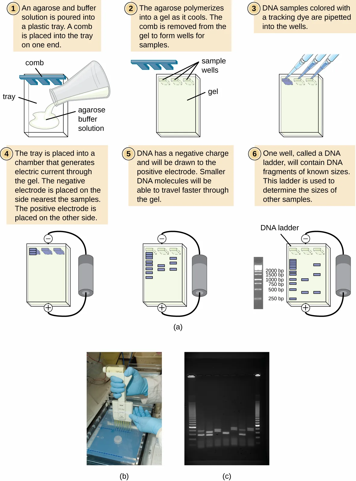 (a) A six-step diagram of agarose gel electrophoresis, ending with DNA migrating toward the positive electrode and a DNA ladder of known sizes (2000, 1500, 1000, 750, 500, 250 bp) used to size sample bands. (b) A researcher pipetting samples into a gel. (c) A completed gel under ultraviolet light, with a DNA ladder in the outer lanes and seven sample lanes of glowing bands between them.