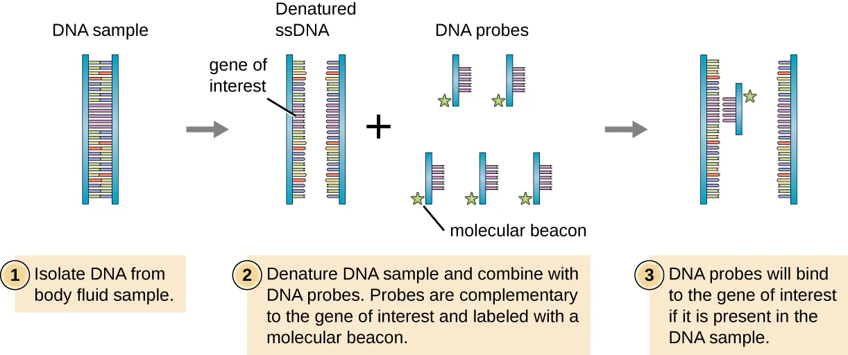 A three-step diagram of DNA probing. Step 1: DNA is isolated from a body-fluid sample, shown as one double-stranded helix. Step 2: the DNA sample is denatured into two single strands, one labeled at its gene of interest; several short, single-stranded DNA probes, each tipped with a star-shaped molecular beacon, are shown alongside it. Step 3: one DNA probe has bound to the gene of interest on a single strand, its beacon marking the site, while the other strand remains unbound.