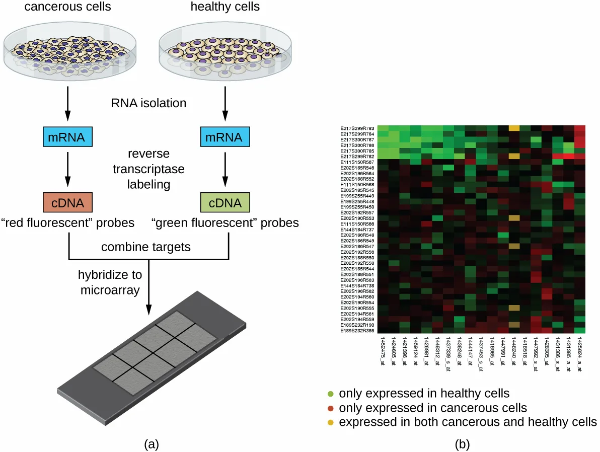 (a) A flow diagram: cancerous and healthy cells, grown separately, each yield mRNA that reverse transcriptase converts to cDNA labeled red (cancerous) or green (healthy); the two labeled targets are combined and hybridized onto a microarray chip. (b) A heat-map grid of colored cells, with a key: green, only expressed in healthy cells; red, only expressed in cancerous cells; yellow, expressed in both.