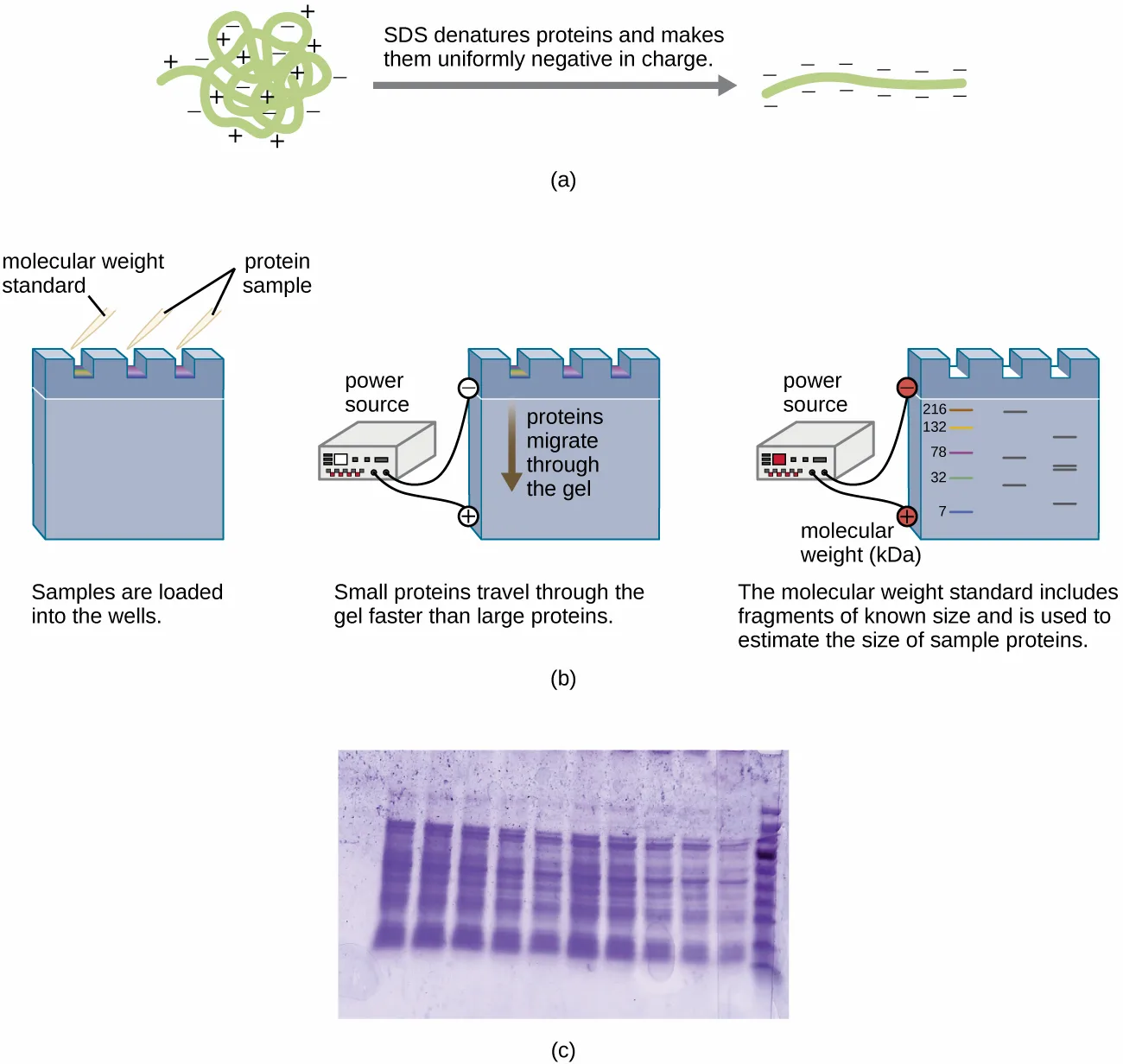 (a) A tangled, charged protein is straightened into a uniform negatively charged strand after SDS treatment. (b) A three-step diagram: samples load into gel wells; a power source drives them through the gel, small proteins migrating fastest; a molecular-weight standard (sizes 216, 132, 78, 32, 7) sits beside them for sizing. (c) A Coomassie-stained gel with many purple bands across ten lanes and a ladder lane.