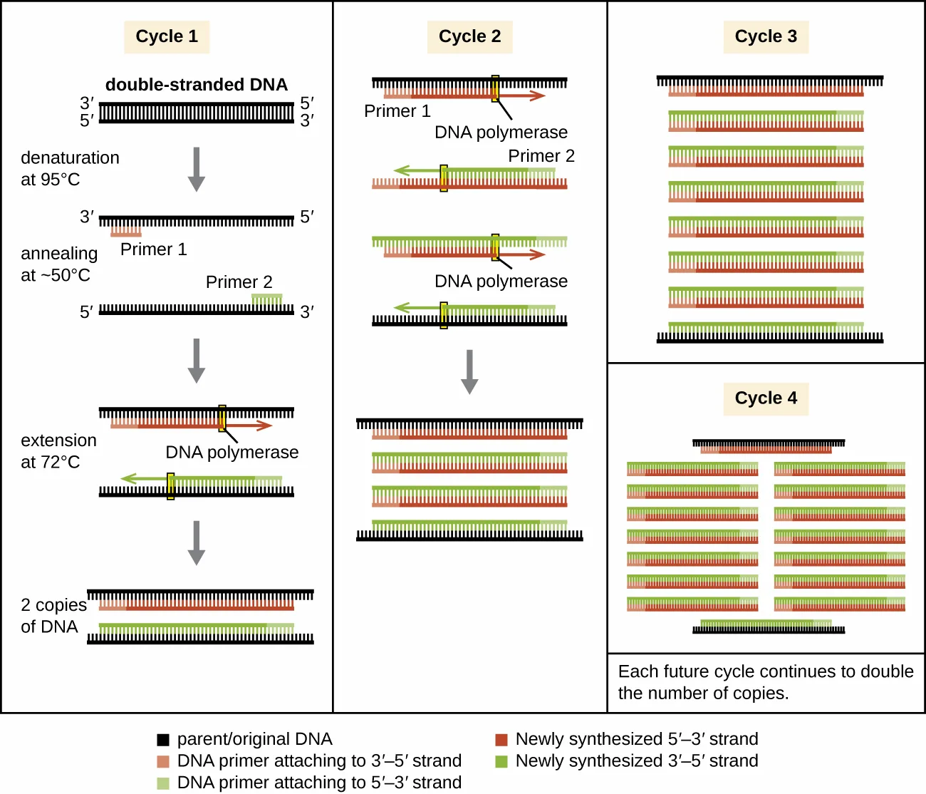 A four-cycle diagram of PCR. Cycle 1: template DNA is denatured at 95 °C, primers anneal at ~50 °C, and DNA polymerase extends each at 72 °C, giving two copies. Cycles 2, 3, and 4 repeat the same steps to give four, eight, and sixteen copies, doubling each cycle. A key marks parent DNA, the two primers, and the two newly synthesized strands in distinct colors.