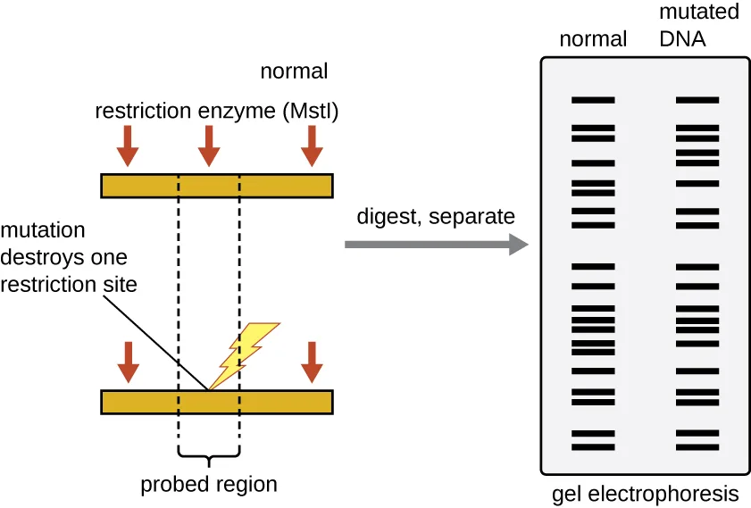 A diagram of RFLP analysis. A normal DNA strand is cut by the restriction enzyme MstI at three sites; a mutation on a second copy of the strand destroys one of those three sites, leaving only two cut sites. After digestion and gel electrophoresis, the normal strand's lane shows a full set of bands, while the mutated strand's lane is missing two of the shorter bands and instead shows one longer band in their place.