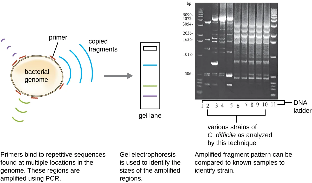 Left: a diagram of a circular bacterial genome with short primers bound at several repetitive sequences around its circumference; three curved arrows of different lengths radiate outward, representing PCR-amplified fragments of different sizes, and an arrow leads to a schematic gel lane showing three bands at those same three sizes. Right: a photograph of an actual gel with a DNA ladder lane, sizes marked from 506 to 5090+ base pairs, beside ten lanes of C. difficile strains, each showing a distinct multi-band pattern used to identify the strain.