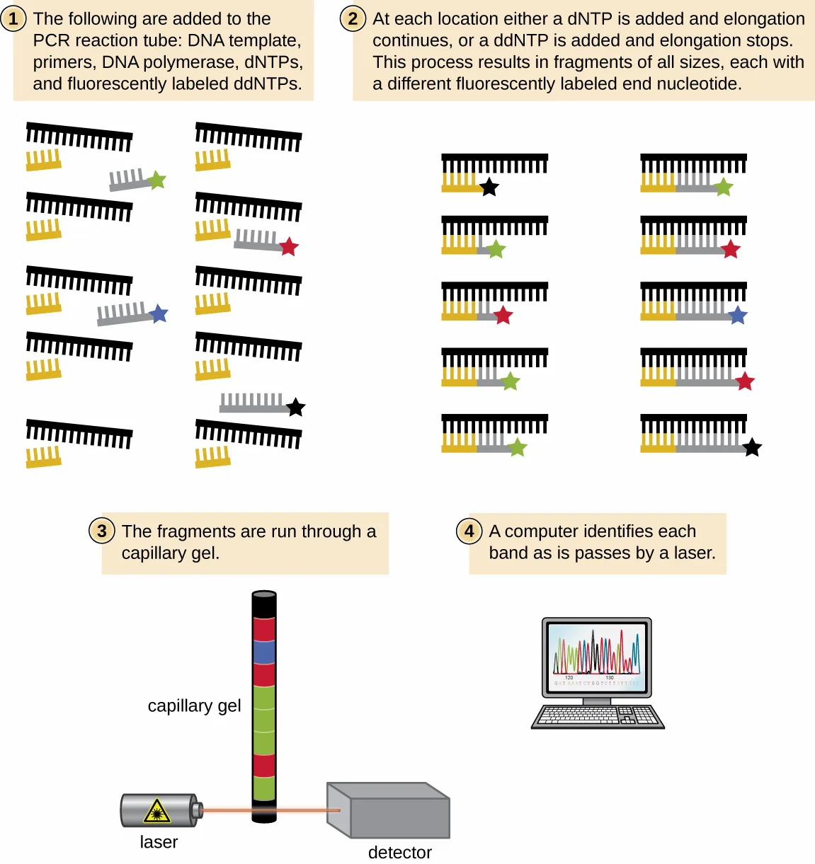 A four-step diagram summarizing automated Sanger sequencing. Step 1: a PCR tube receives DNA template, primers, DNA polymerase, dNTPs, and fluorescently labeled ddNTPs, shown as ten short fragments each capped with a colored star. Step 2: elongation from each fragment either continues (dNTP added) or stops (ddNTP added), producing ten fragments of different lengths, each ending in one of four star colors. Step 3: the fragments run through a vertical capillary gel, shown color-banded, past a laser and a detector. Step 4: a computer screen displays the resulting multicolored peak trace.