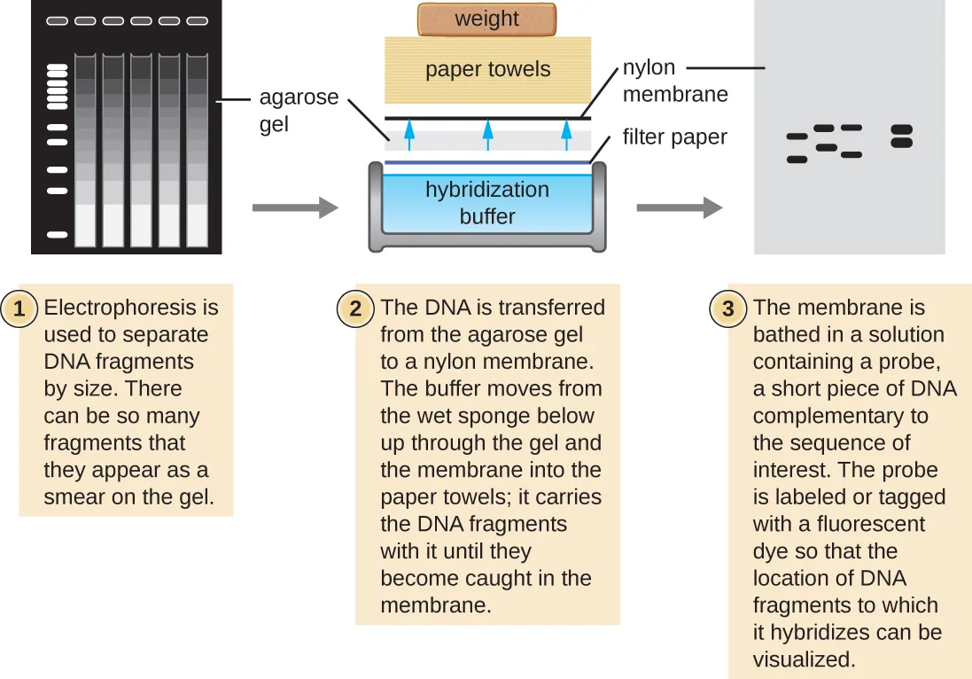 A three-step diagram of a Southern blot. Step 1: electrophoresis separates DNA fragments by size in an agarose gel, with so many fragments that they form a smear. Step 2: the gel is stacked below a nylon membrane, filter paper, paper towels, and a weight; buffer wicks upward from a hybridization-buffer reservoir through the gel and membrane into the paper towels, carrying the DNA fragments into the membrane. Step 3: the membrane, now shown alone, is bathed in a solution containing a fluorescently labeled DNA probe, which hybridizes to a few specific locations, shown as dark bands.