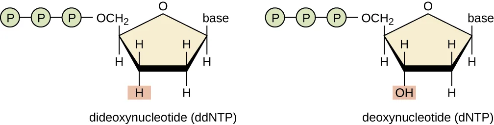 Two side-by-side five-carbon sugar diagrams. The dideoxynucleotide (ddNTP) has a phosphate group, an O at the ring's top point, a base at one corner, and a plain H (highlighted) at carbon 3, where a hydroxyl group would normally attach. The deoxynucleotide (dNTP) is identical except carbon 3 carries an OH (highlighted) instead of H.