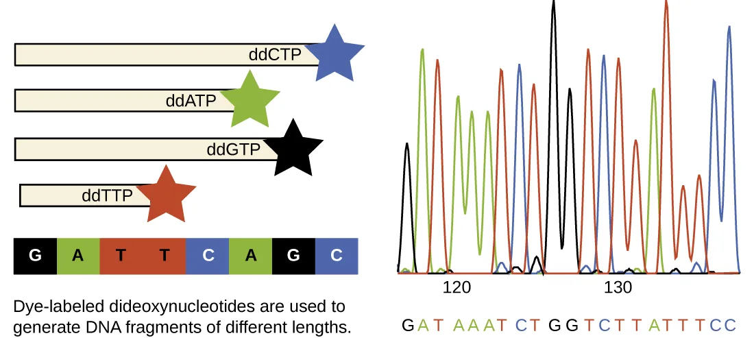 Left: four DNA fragments of increasing length, each capped with a colored star matching the ddNTP that ended it — the shortest ends in a red star (ddTTP), then a green star (ddATP), then a black star (ddGTP), and the longest ends in a blue star (ddCTP); below them, an eight-letter sequence (G A T T C A G C) is spelled out in blocks colored to match each base's star color. Right: a chromatogram of colored peaks across sequence positions in the 120s and 130s, with a base-call sequence printed underneath in the same four colors.