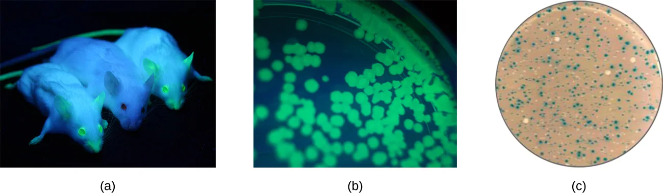 Three photographs. (a) Three lab mice under blue-toned UV light: the two outer mice show bright green fluorescence at their ears, nose, feet, and tail, while the middle mouse shows no green. (b) An agar plate covered in bacterial colonies, most of which glow green under UV light. (c) An agar plate with a mix of colonies, some blue and some white.