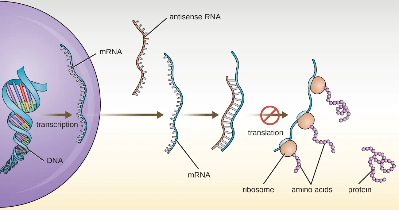 A eukaryotic cell transcribes a region of DNA into mRNA. Antisense RNA then binds to this mRNA to produce a double-stranded region. This region is not translated, which means that ribosomes do not bind to the mRNA to produce proteins.