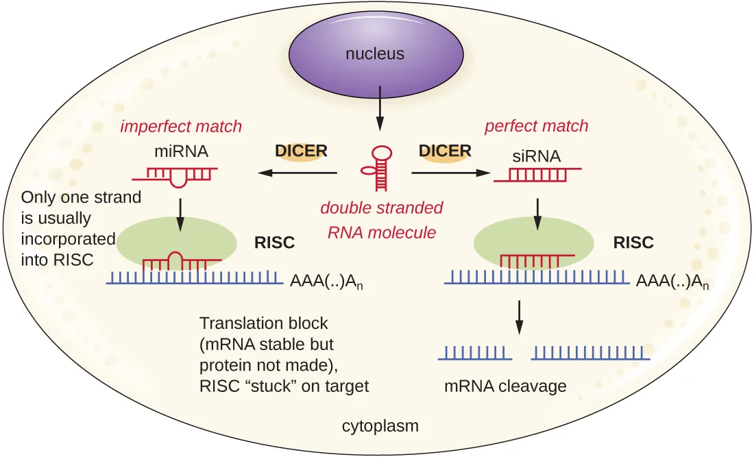 Double-stranded RNA can be produced from DNA in the nucleus. Dicer then cuts this dsRNA into either miRNA or siRNA. miRNA is an imperfect match and only one strand is usually incorporated into RISC. This blocks translation but the mRNA is stable. The RISC is stuck on the target. The siRNA has a perfect match and is incorporated into RISC. This triggers mRNA cleavage.