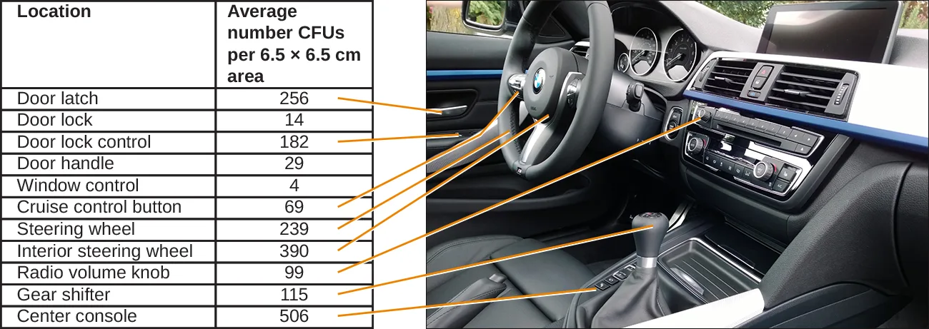 Left, a two-column table of eleven car-interior locations and their average colony-forming units per 6.5 by 6.5 centimeter area: door latch 256, door lock 14, door lock control 182, door handle 29, window control 4, cruise control button 69, steering wheel 239, interior steering wheel 390, radio volume knob 99, gear shifter 115, center console 506. Right, a photograph of a car's front interior showing the steering wheel, dashboard, and gear shifter, with orange leader lines running from each table row to the matching spot in the photograph.