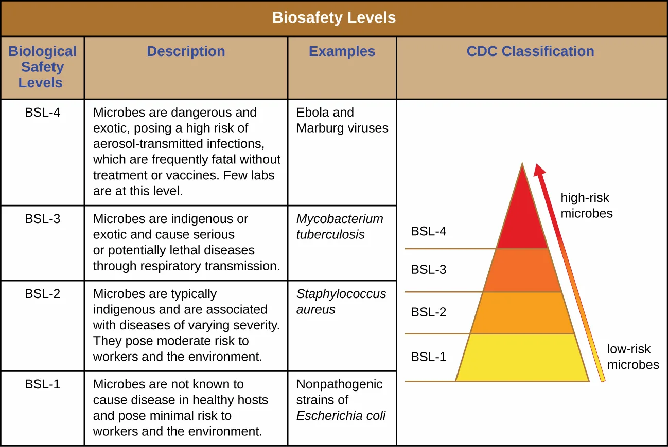 A pyramid shaded yellow at its base to red at its tip, divided into four horizontal bands labeled BSL-1 through BSL-4 from bottom to top, with an arrow along the right edge pointing from 'low-risk microbes' at the base to 'high-risk microbes' at the tip.