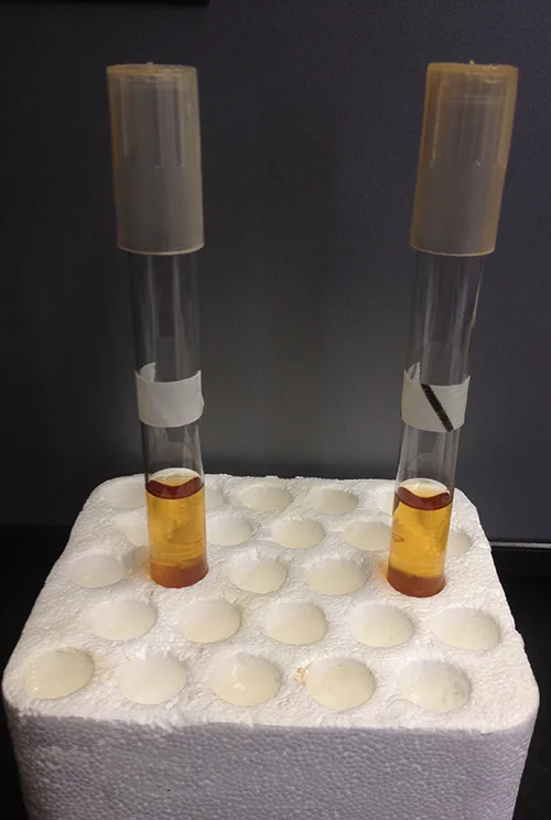 Two capped test tubes with white paper tape wrapped around them stand upright in a foam holder; the tape on the left tube is plain white, while the tape on the right tube now shows a black diagonal stripe.