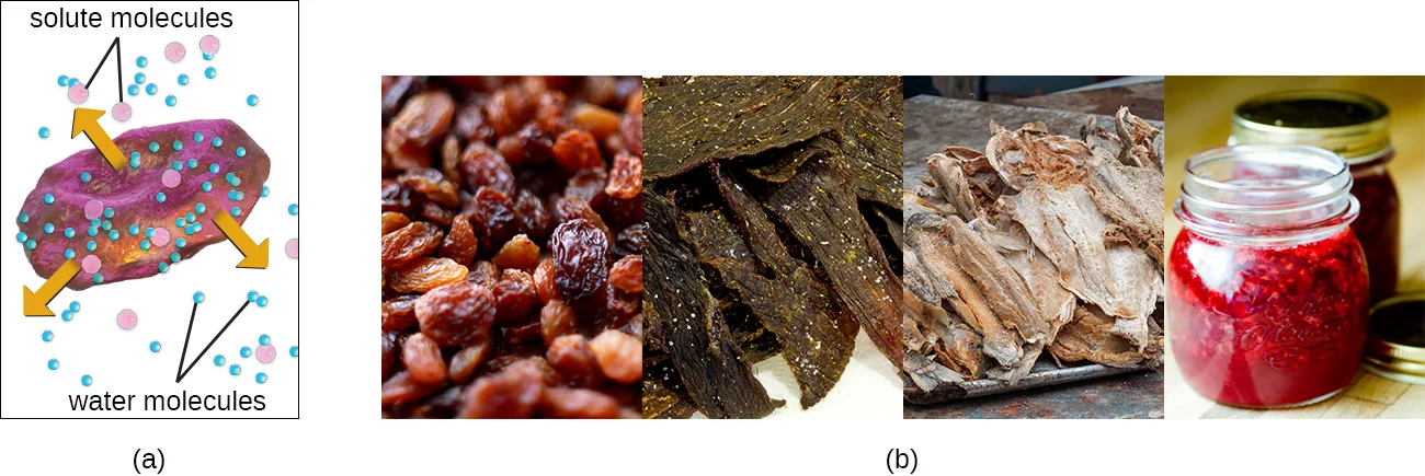 (a) A drawn diagram of a magenta oval cell shrinking as blue water-molecule dots move outward through arrows toward surrounding pink solute molecules, labeled solute molecules and water molecules. (b) Four photos side by side: a pile of raisins, strips of dark beef jerky, salted fish fillets, and a jar of red jam.
