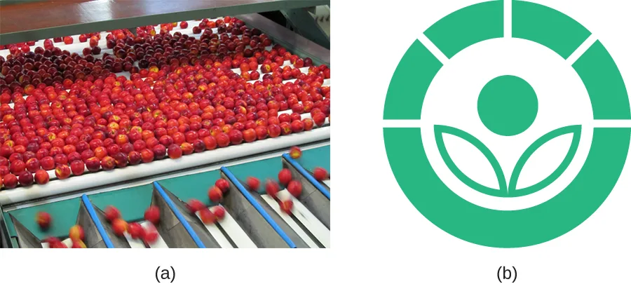 (a) A photo of small, round, dark-red fruit — closer in size and shape to cherries or plums than peaches — passing along a conveyor belt into a processing facility. (b) A green circular symbol, the radura, showing a stylized flower above two leaf shapes inside a broken ring.