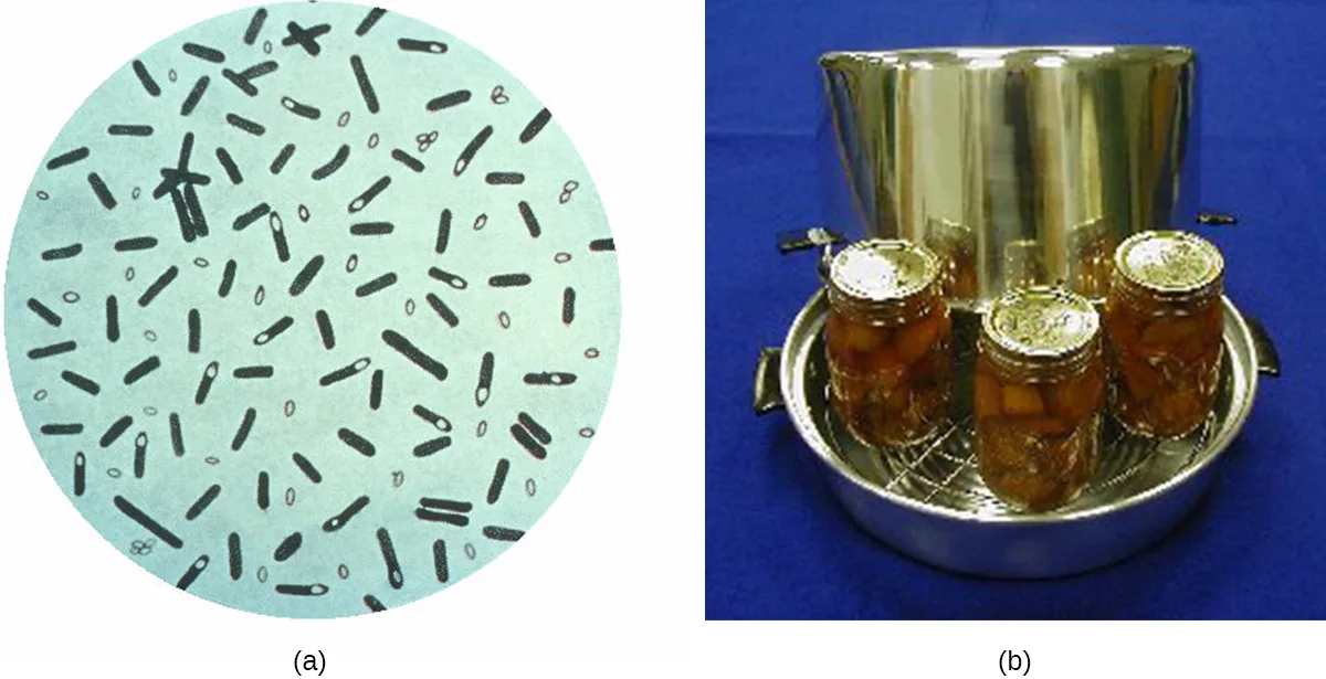 (a) A drawn micrograph-style illustration on a pale green circle shows scattered dark rod-shaped bacterial cells, some with a clear oval endospore at one end, among smaller loose oval endospores. (b) A photo of three sealed glass canning jars filled with an orange vegetable mixture, sitting in a large metal pressure-canner pot on a blue cloth.