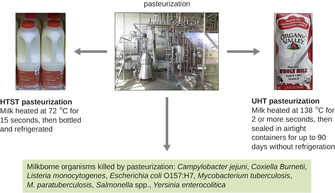 An infographic titled pasteurization: a photo of a milk-processing machine sits at center; an arrow points left to a photo of bottled milk labeled HTST pasteurization, milk heated at 72°C for 15 seconds, then bottled and refrigerated, and an arrow points right to a photo of a milk carton labeled UHT pasteurization, milk heated at 138°C for 2 or more seconds, then sealed in airtight containers for up to 90 days without refrigeration; a third arrow below the machine points down to a green box listing milkborne organisms killed by pasteurization.