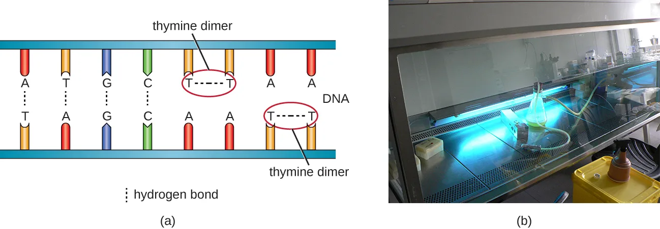 (a) A drawn diagram of double-stranded DNA as two horizontal bars with colored rungs for base pairs (A-T, G-C); two separate sites are circled and each labeled thymine dimer — one pair of adjacent thymines on the top strand and one pair of adjacent thymines on the bottom strand — each pair joined to each other by a dashed bond instead of pairing with the bases across from them. (b) A photo of a laboratory fume hood interior lit with blue-purple germicidal light.
