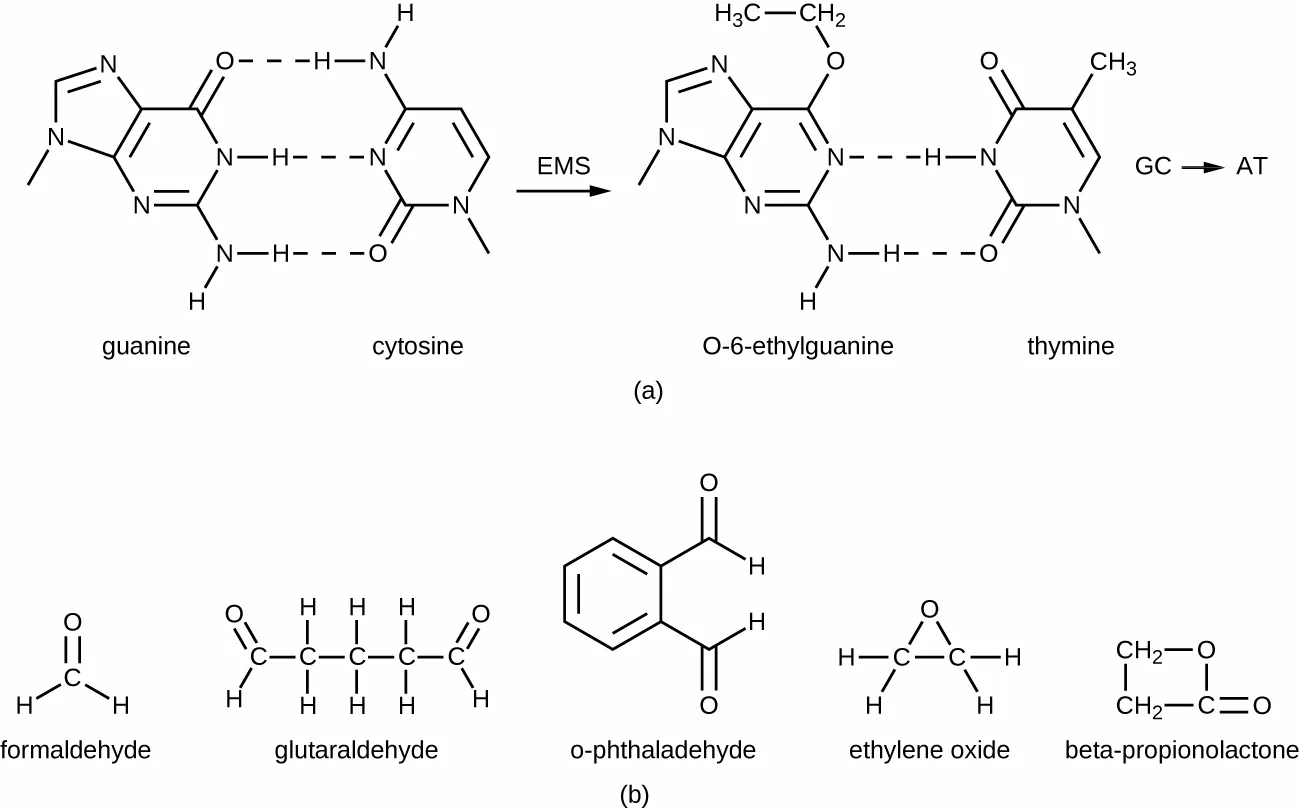 Two panels. (a) A diagram showing an alkylating agent converting a guanine–cytosine base pair into an ethylated guanine that pairs with thymine instead, illustrating a GC-to-AT mutation. (b) The chemical structures of five alkylating agents: formaldehyde, glutaraldehyde, o-phthalaldehyde, ethylene oxide, and β-propionolactone.