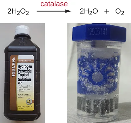 A chemical equation showing catalase converting two molecules of hydrogen peroxide into two molecules of water plus oxygen gas, above photos of a bottle of hydrogen peroxide topical solution and a small jar of bubbling hydrogen peroxide being used as a contact lens disinfectant.