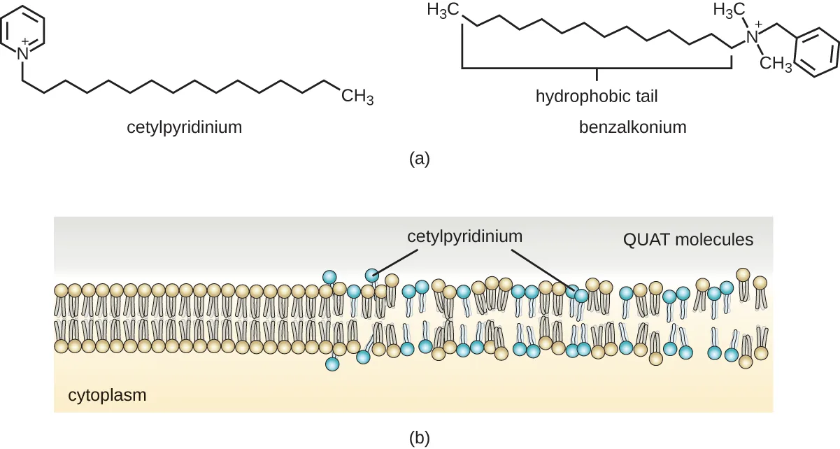 Two panels. (a) The chemical structures of two quaternary ammonium compounds: cetylpyridinium, whose long hydrophobic carbon chain attaches to a positively charged nitrogen that is part of a pyridinium ring, and benzalkonium, whose long carbon chain attaches to a positively charged nitrogen bearing two methyl groups and a benzyl group instead of a ring. (b) A diagram of a phospholipid bilayer with cetylpyridinium and other quat molecules, drawn as beads with tails, wedged into both faces of the membrane.