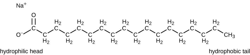 The structure of a soap molecule: a long carbon chain ending in a negatively charged carboxylate group paired with a sodium ion, labeled the hydrophilic head, with the long hydrocarbon chain labeled the hydrophobic tail.