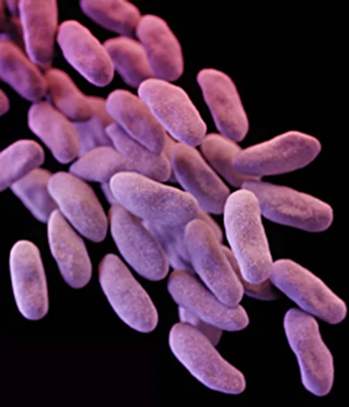 A colorized scanning electron micrograph filling the frame with numerous pink-to-purple, oval-to-rod-shaped bacterial cells overlapping in a dense cluster.