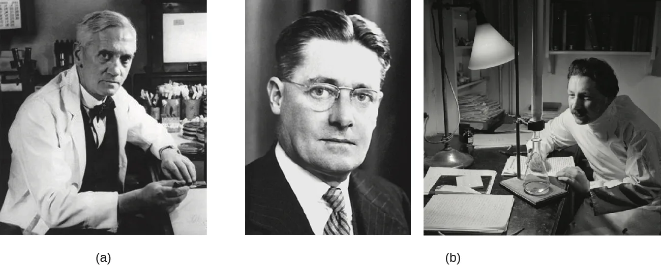 Three black-and-white photographs. (a) Alexander Fleming, an older man in a white lab coat with a bow tie, sits at a bench holding a small round dish. (b) Beside a formal portrait of a bespectacled man in a suit (Howard Florey) is a photograph of a mustached man in a lab coat (Ernst Chain) leaning over a round-bottomed flask and glass apparatus under a desk lamp.