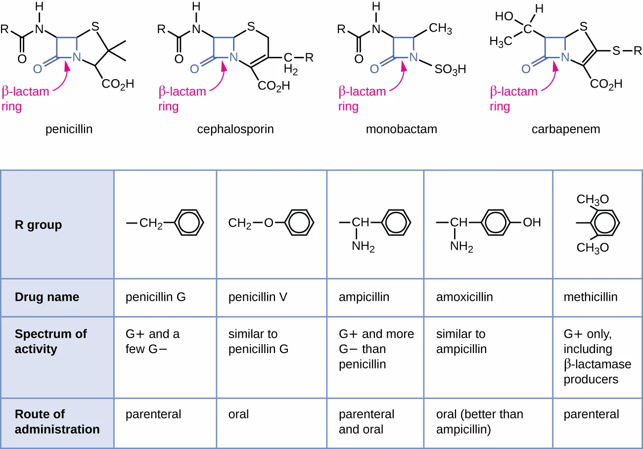 A diagram of four β-lactam drug structures — penicillin, cephalosporin, monobactam, and carbapenem — each with its β-lactam ring highlighted and arrowed, above a table giving each one's R group structure, drug name, spectrum of activity, and route of administration for five specific drugs: penicillin G, penicillin V, ampicillin, amoxicillin, and methicillin.