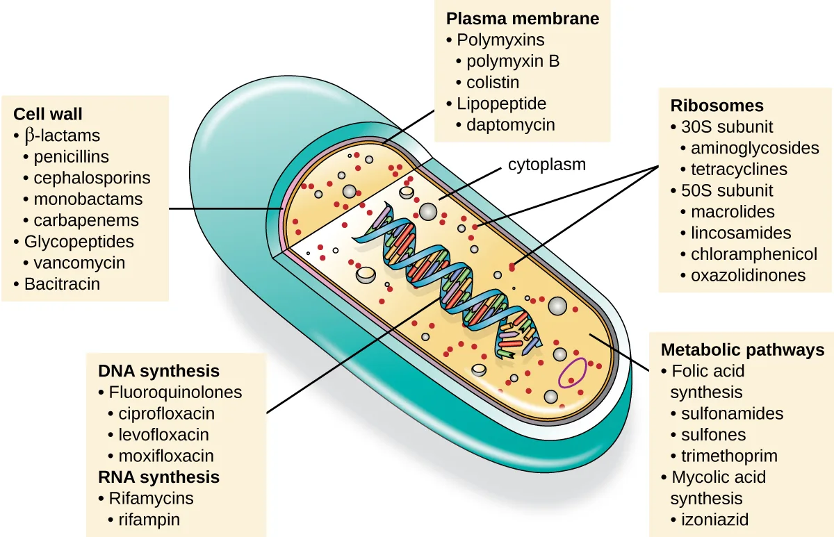 A cutaway diagram of a rod-shaped bacterial cell with five labeled call-out boxes, one for each targeted structure — the cell wall, the plasma membrane, the ribosomes, the DNA/RNA synthesis machinery, and the metabolic pathways — each box listing the drug classes and named drugs that act there.