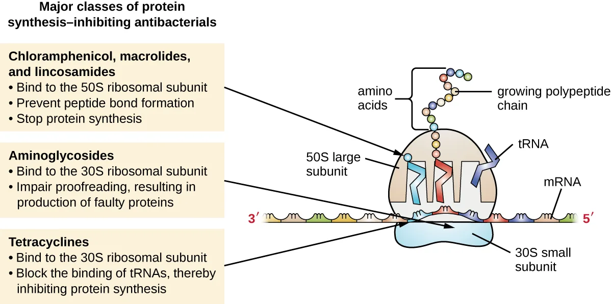 A diagram of a ribosome translating an mRNA strand, with three labeled call-out boxes describing where each drug class binds and what it blocks: chloramphenicol, macrolides, and lincosamides at the 50S subunit; aminoglycosides at the 30S subunit; and tetracyclines also at the 30S subunit.