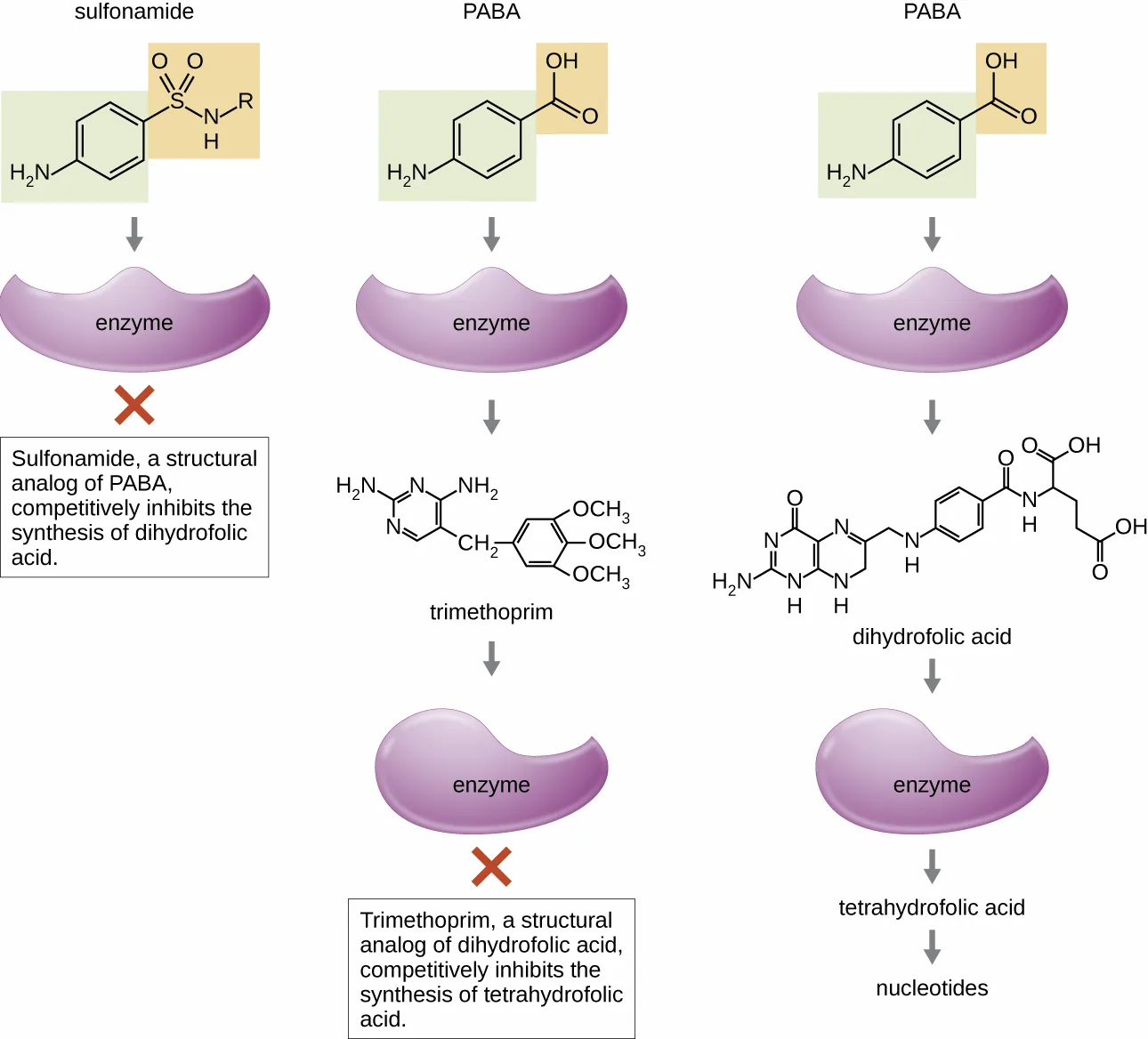 Three parallel reaction columns showing the bacterial folic-acid synthesis pathway and where two drugs block it. Left: sulfonamide, a structural analog of PABA, is blocked by a red X from being converted by the first enzyme. Middle: PABA is converted by the first enzyme into trimethoprim, itself a structural analog of dihydrofolic acid, which is blocked by a red X from being converted by the second enzyme. Right: the unblocked pathway converts PABA through dihydrofolic acid and tetrahydrofolic acid into nucleotides.