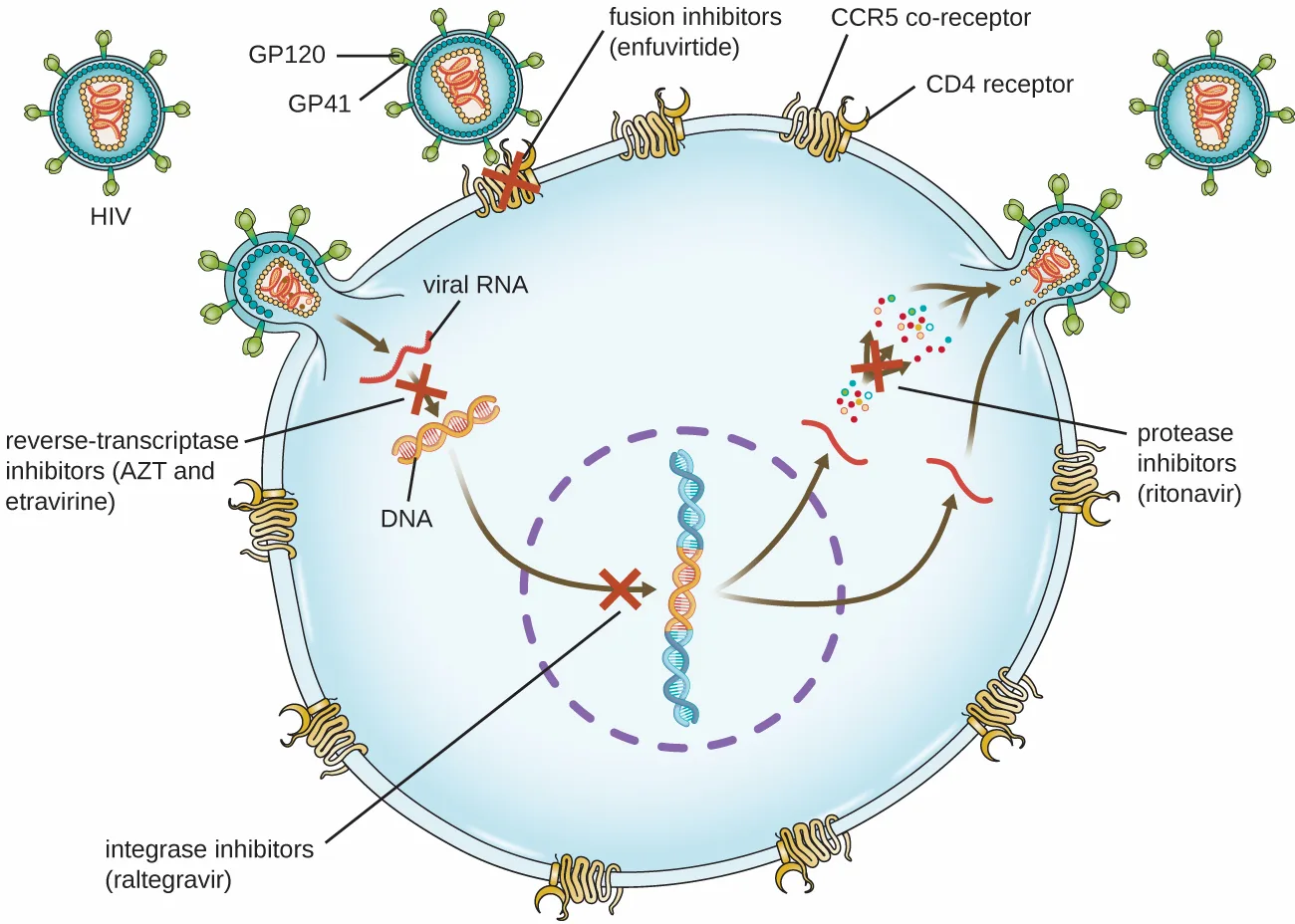 A diagram of an HIV particle and a host cell, with a red X marking each of four blocked steps: the virus's surface proteins binding the cell's CD4 and CCR5 receptors, its RNA converting to DNA, that DNA integrating into the host chromosome, and new viral proteins being processed at the cell surface as new particles bud off.