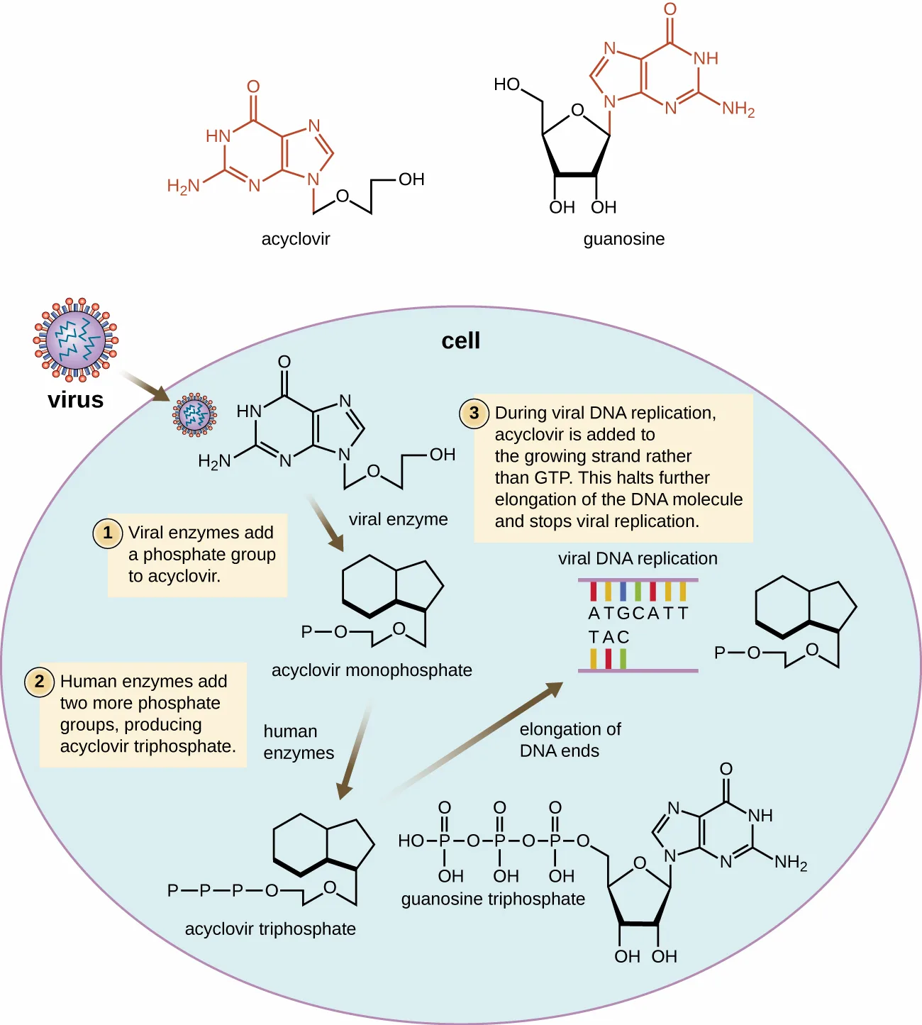 Two skeletal structures, acyclovir and guanosine, above a three-step diagram inside a cell: acyclovir's ring system matches guanosine's but its sugar ring is replaced with an open chain; the three numbered steps show it gaining one phosphate from a viral enzyme, two more from human enzymes, and then being added to a growing DNA strand in place of guanosine triphosphate, where the strand stops.