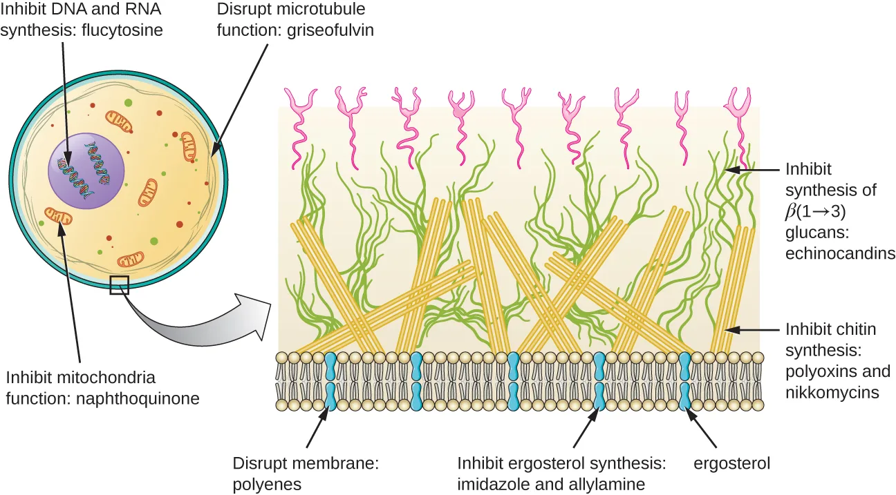 A fungal cell with insets showing five drug-target sites: the nucleus and a mitochondrion inside the cell, and a zoomed section of the cell wall and membrane showing chitin fibers, glucan fibers crossed by rod-like bundles, and membrane sterols, each labeled with the drug class that inhibits it there.