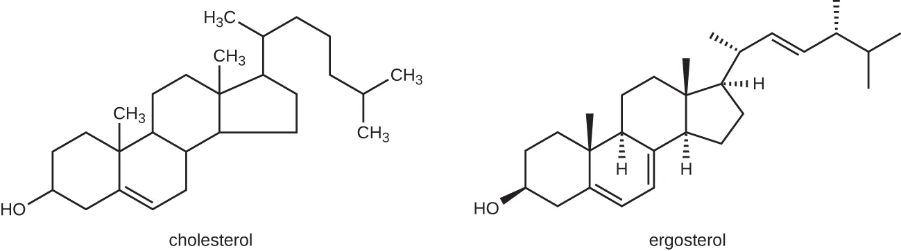 Two skeletal chemical structures side by side, cholesterol and ergosterol, each a four-ring fused steroid backbone with a hydroxyl group at one end and a branched carbon side chain at the other; the two differ only in the placement of a few double bonds and methyl branches along the rings and side chain.
