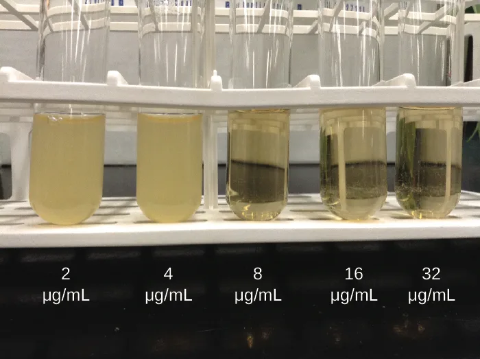Five glass tubes in a rack, each labeled below with a drug concentration: 2, 4, 8, 16, and 32 µg/mL. The 2 and 4 µg/mL tubes hold cloudy, opaque yellowish broth. The 8, 16, and 32 µg/mL tubes hold clearer broth with a thin band of sediment near the bottom.