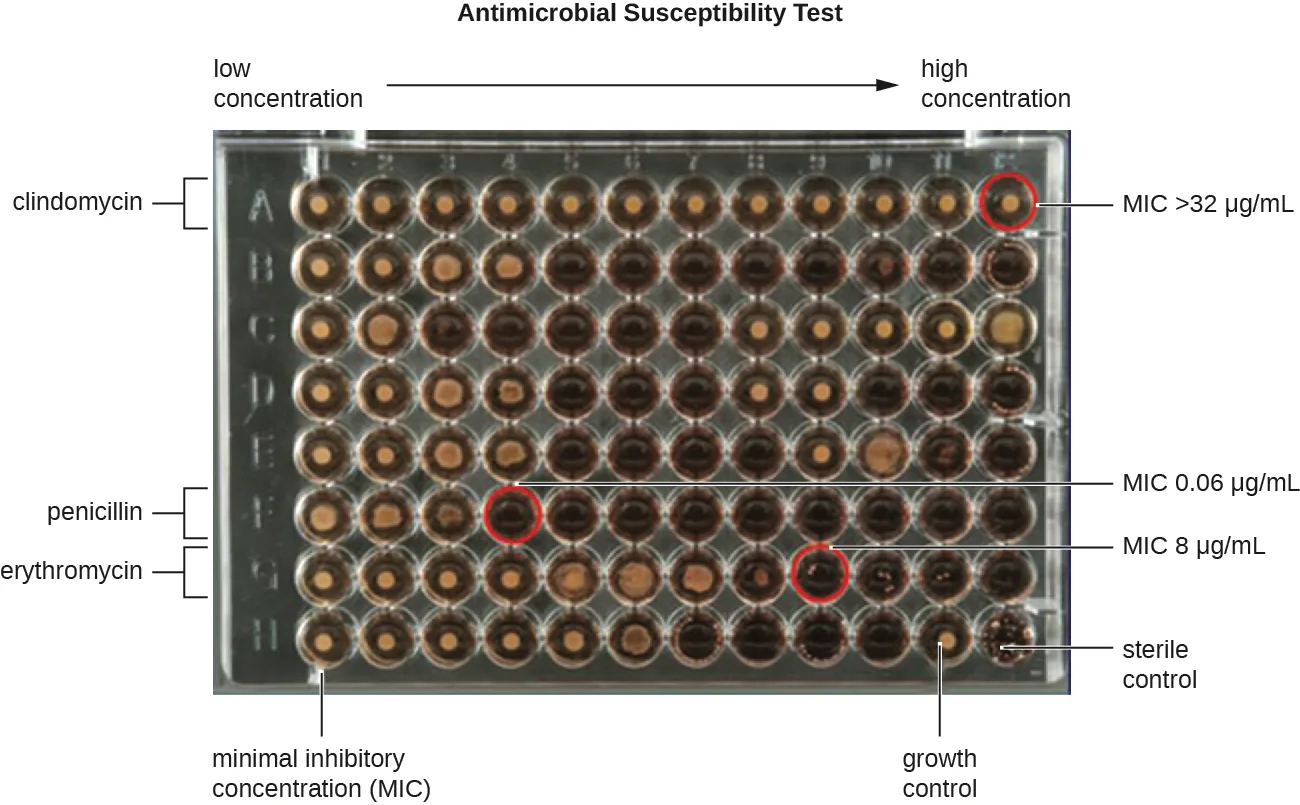 A photograph of a 96-well plate titled 'Antimicrobial Susceptibility Test,' with an arrow above the columns labeled low concentration on the left and high concentration on the right. Rows are bracketed and labeled clindamycin, penicillin, and erythromycin. A red circle marks one well in each of those three rows, labeled MIC >32 µg/mL for clindamycin, MIC 0.06 µg/mL for penicillin, and MIC 8 µg/mL for erythromycin. The bottom row is labeled minimal inhibitory concentration (MIC), growth control, and sterile control.