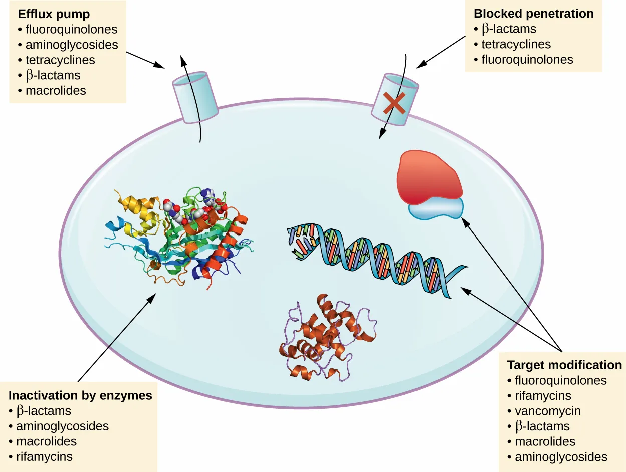 A diagram of a bacterial cell with four callout boxes naming antimicrobial resistance strategies — efflux pump, blocked penetration, inactivation by enzymes, and target modification — each connected by an arrow to a drawn structure in the cell membrane or cytoplasm, with a list of drug classes beside each box.