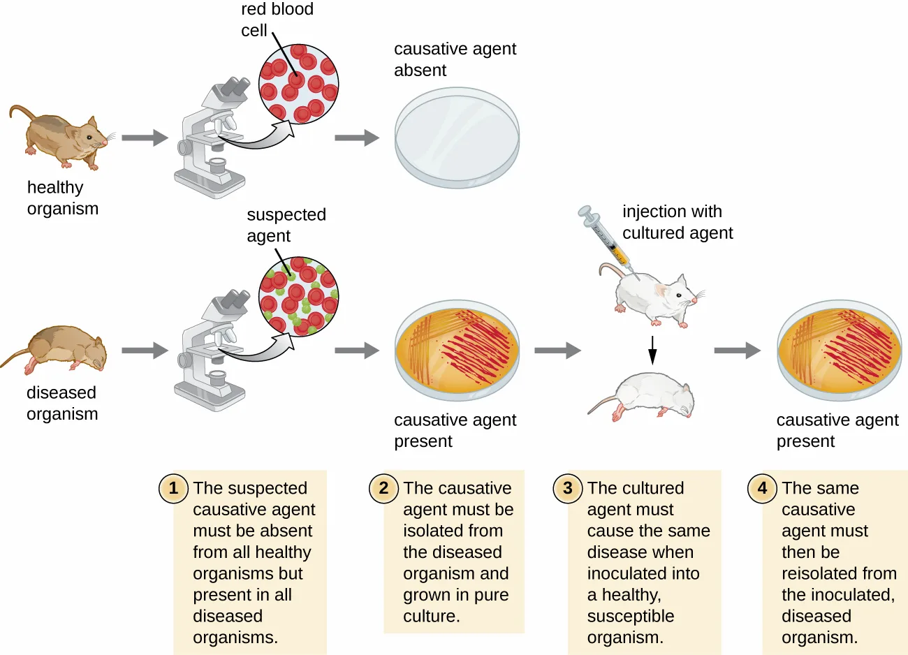 A four-step diagram testing Koch's postulates using mice. A healthy mouse's blood under the microscope shows only red blood cells, and a petri dish cultured from it shows no growth. A diseased mouse's blood under the microscope shows a suspected agent among the red blood cells, and a petri dish cultured from it shows growth. The cultured agent is injected into a healthy mouse, which becomes sick, and a petri dish cultured from that mouse again shows growth of the same agent.