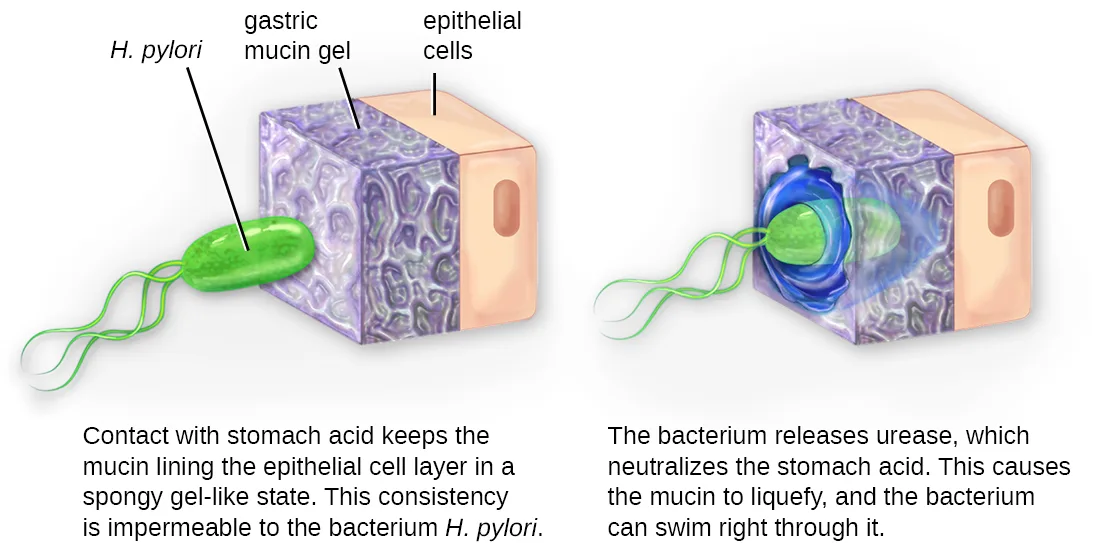 A two-panel diagram of *H. pylori*, a green rod-shaped cell with several flagella, approaching a block of epithelial cells covered by a purple mucin gel layer. In the first panel the bacterium sits on the intact, spongy gel and cannot pass through it. In the second panel the gel around the bacterium has turned into a blue liquid halo, and the bacterium has moved through it to reach the epithelial cells.