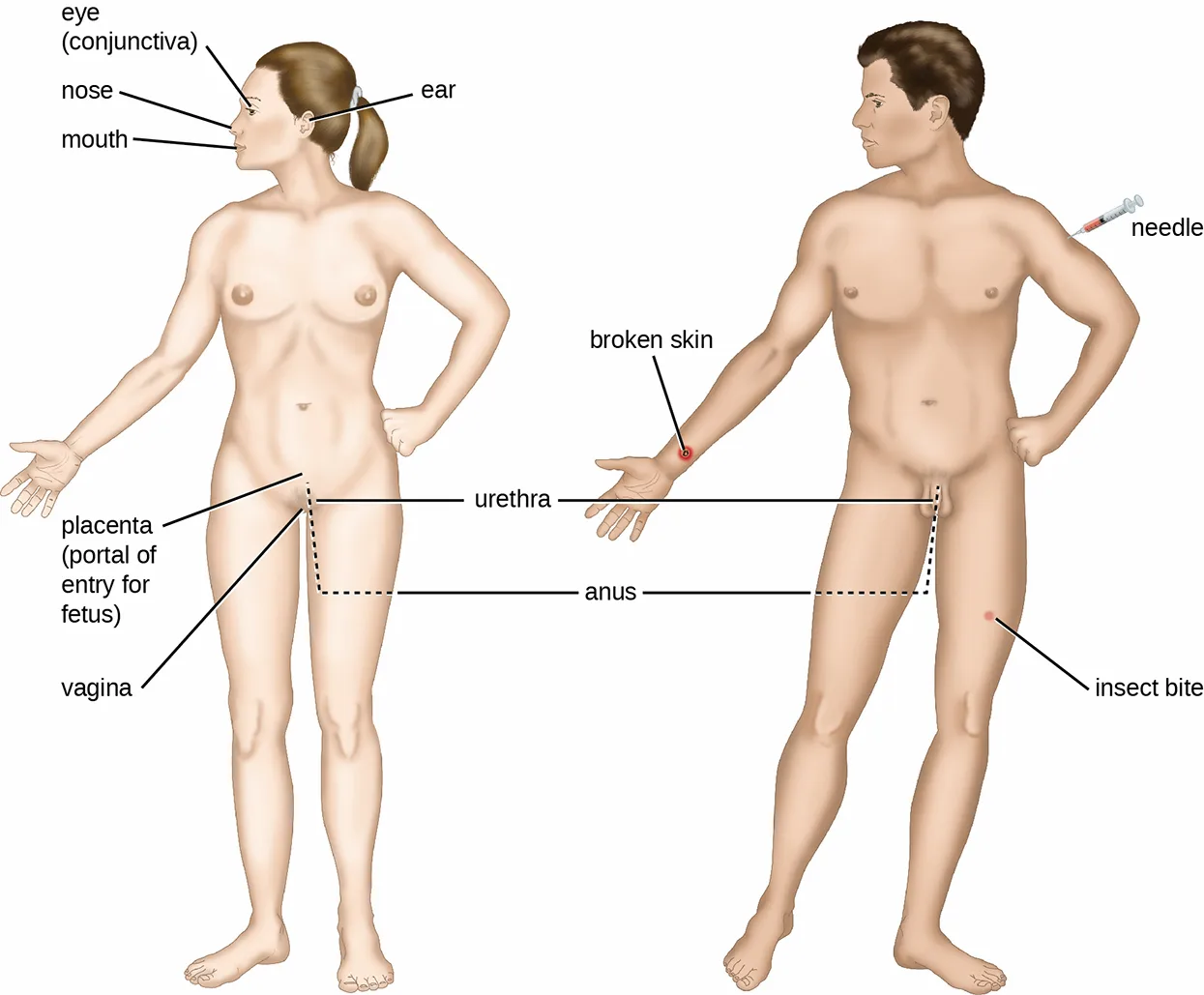 A labeled diagram of a woman and a man showing the body's portals of entry: the eye (conjunctiva), nose, mouth, and ear on the woman's head, plus the placenta and vagina at her pelvis; broken skin, an insect bite, and a needle on the man's arm; and the urethra and anus, each labeled once with a line pointing to both figures.